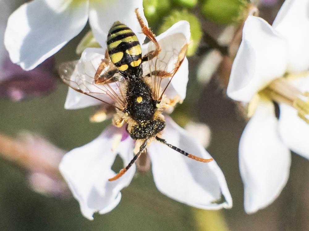  Nomada duplex Smith, 1854