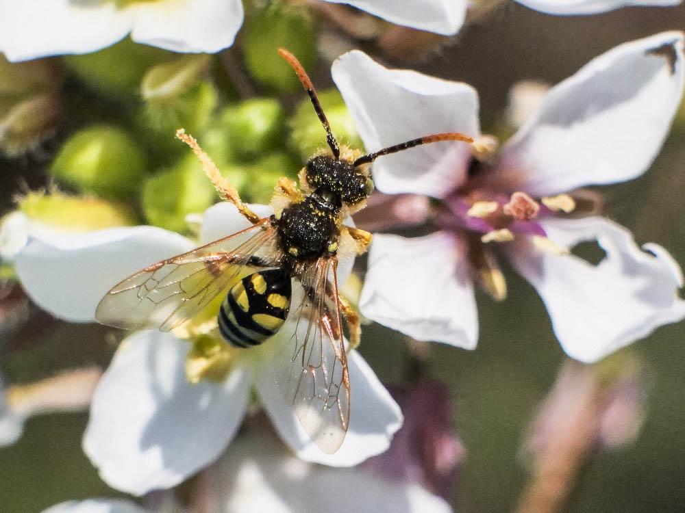  Nomada duplex Smith, 1854