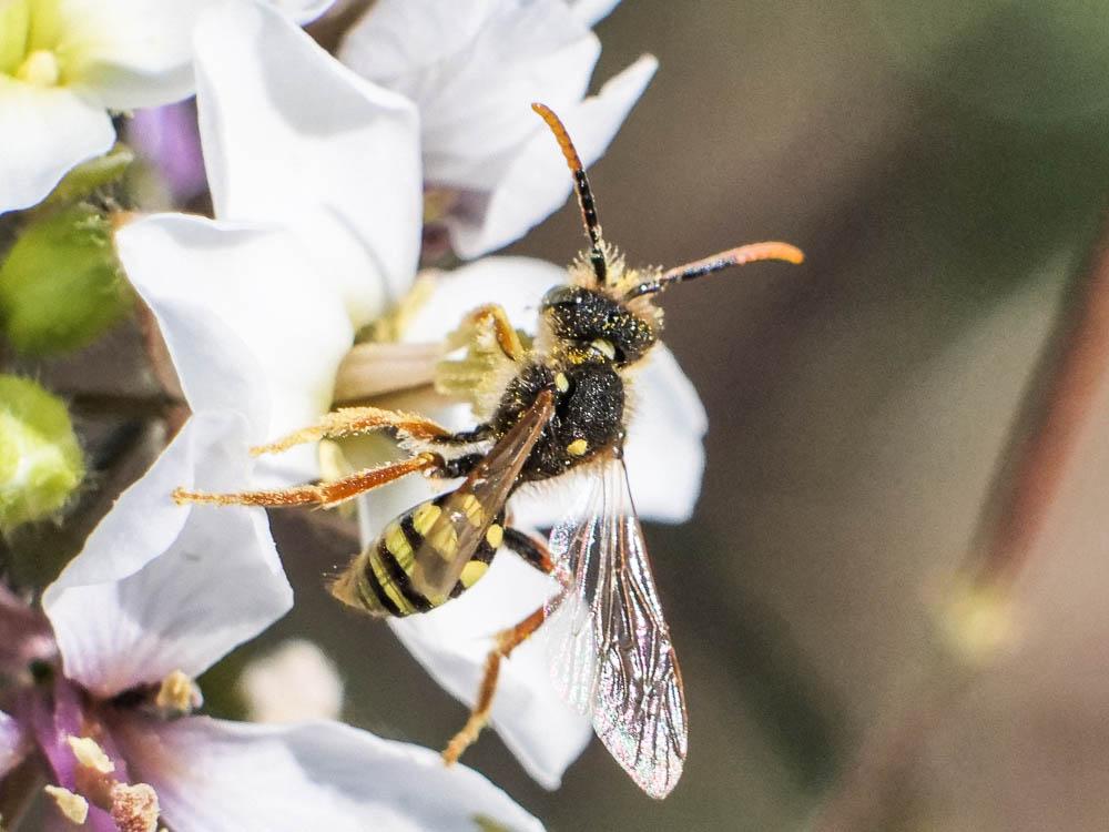  Nomada duplex Smith, 1854