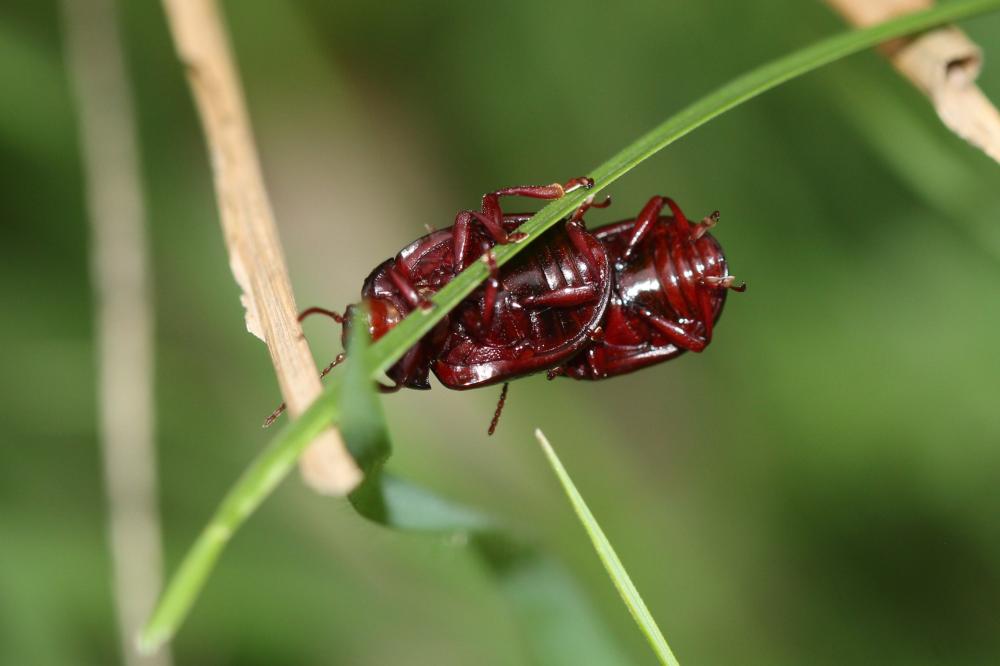  Chrysolina bankii (Fabricius, 1775)