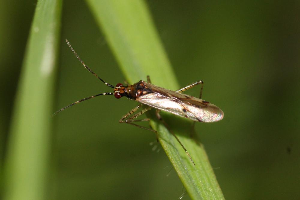  Dicyphus errans (Wolff, 1804)