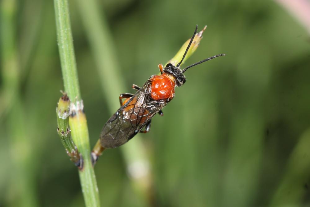  Dolerus Panzer, 1801