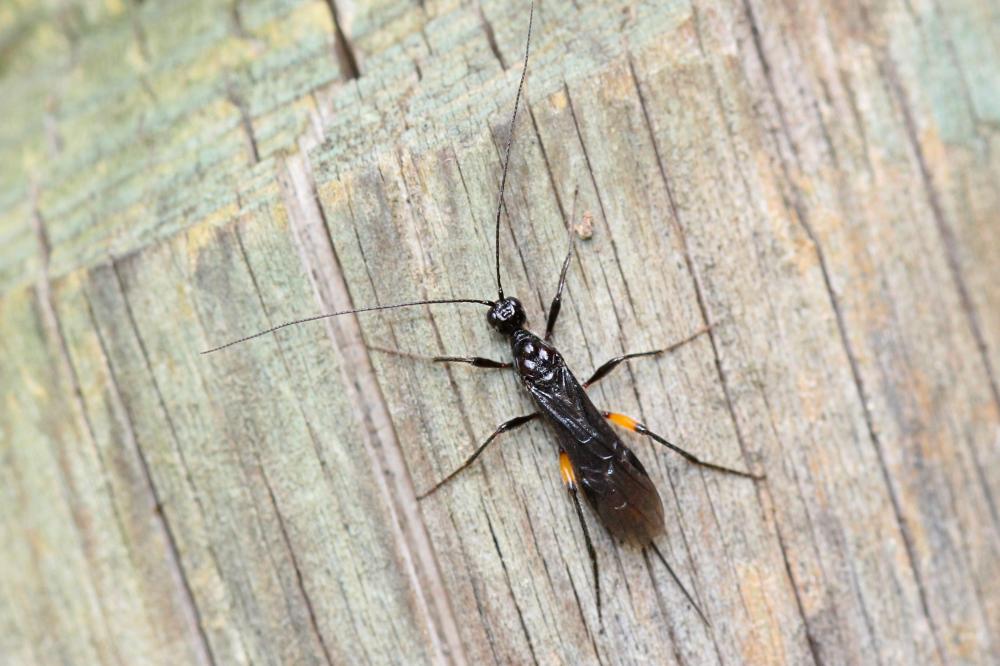  Doryctes leucogaster (Nees, 1834)