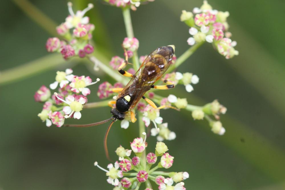  Ichneumon sarcitorius Linnaeus, 1758