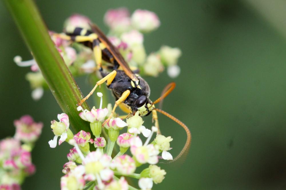  Ichneumon sarcitorius Linnaeus, 1758