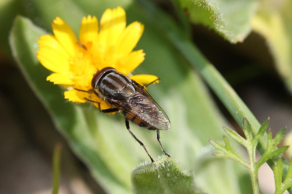  Stomorhina lunata (Fabricius, 1805)