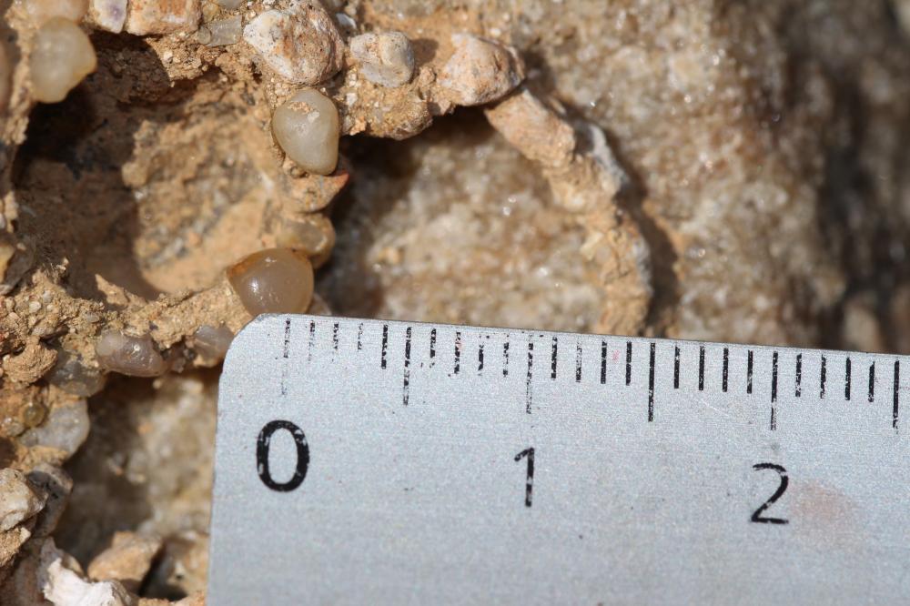  Katamenes arbustorum (Panzer, 1799)