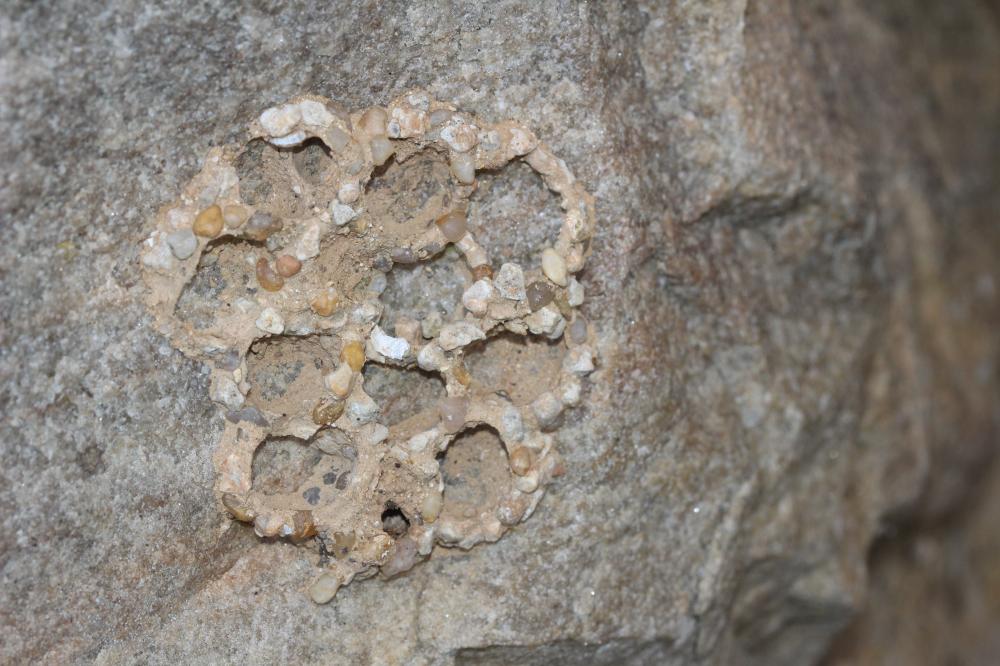  Katamenes arbustorum (Panzer, 1799)