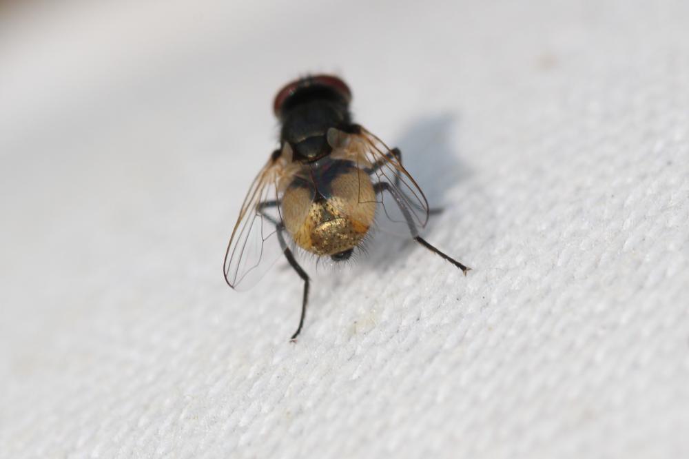  Musca Linnaeus, 1758