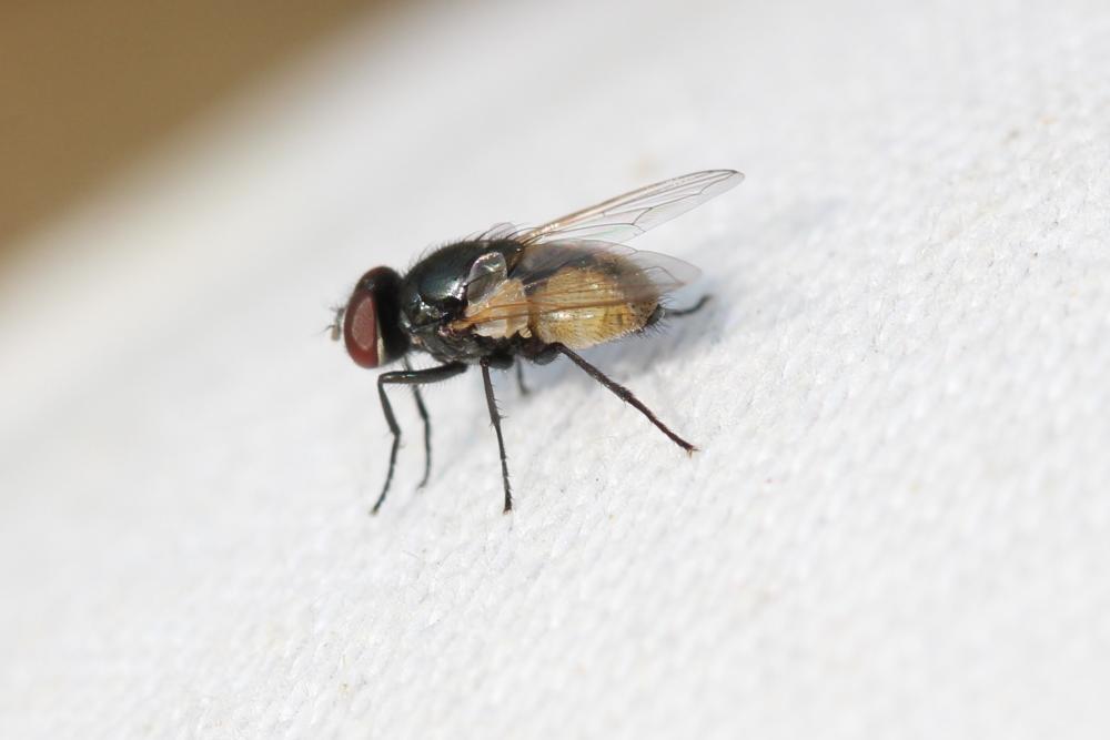  Musca Linnaeus, 1758