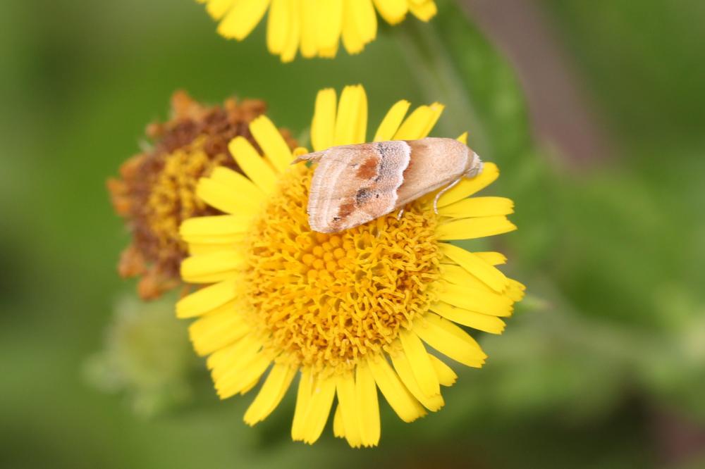 Anthophile des Inules (L') Eublemma parva (Hübner, 1808)