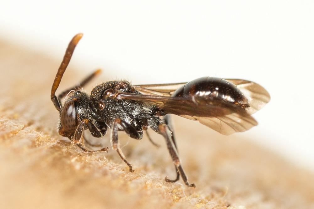 Le  Nomada minuscula