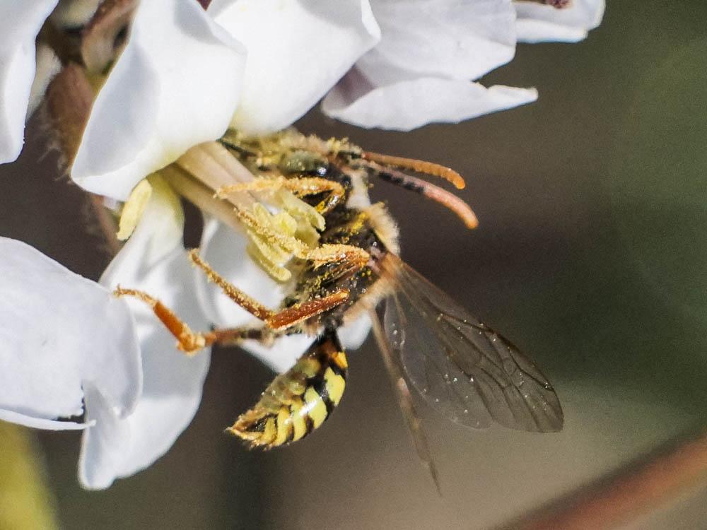  Nomada duplex Smith, 1854