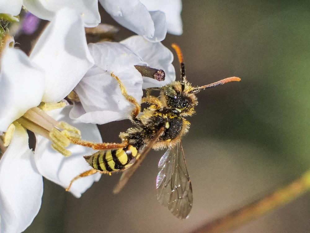  Nomada duplex Smith, 1854