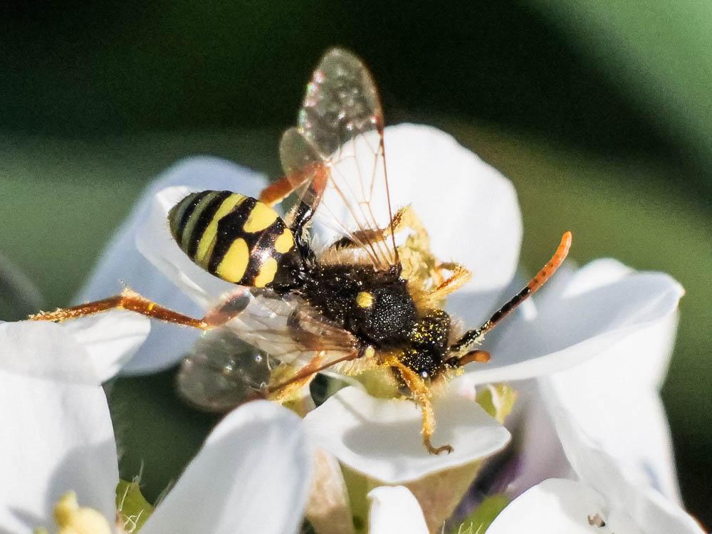  Nomada duplex Smith, 1854