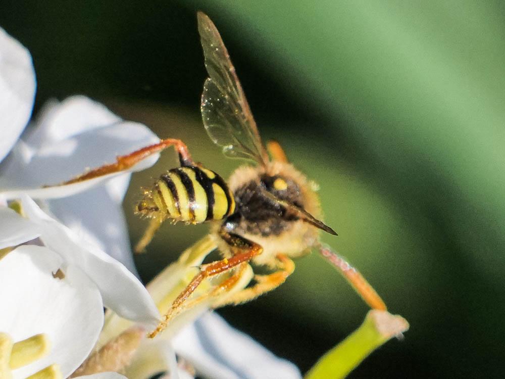  Nomada duplex Smith, 1854