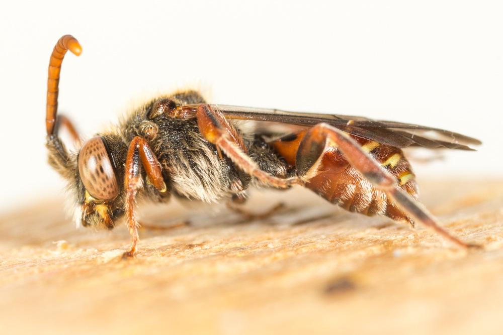  Nomada fallax Pérez, 1913