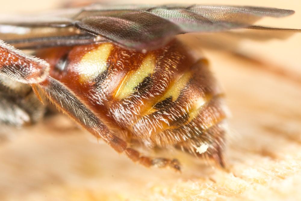  Nomada fallax Pérez, 1913