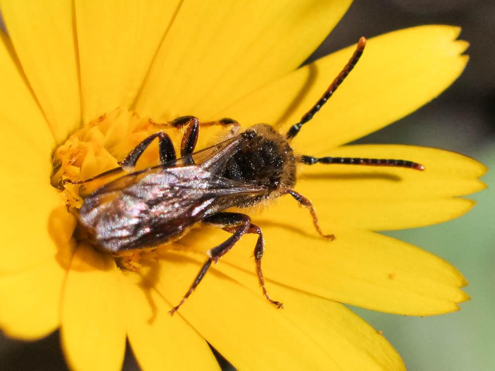  Nomada flavoguttata (Kirby, 1802)