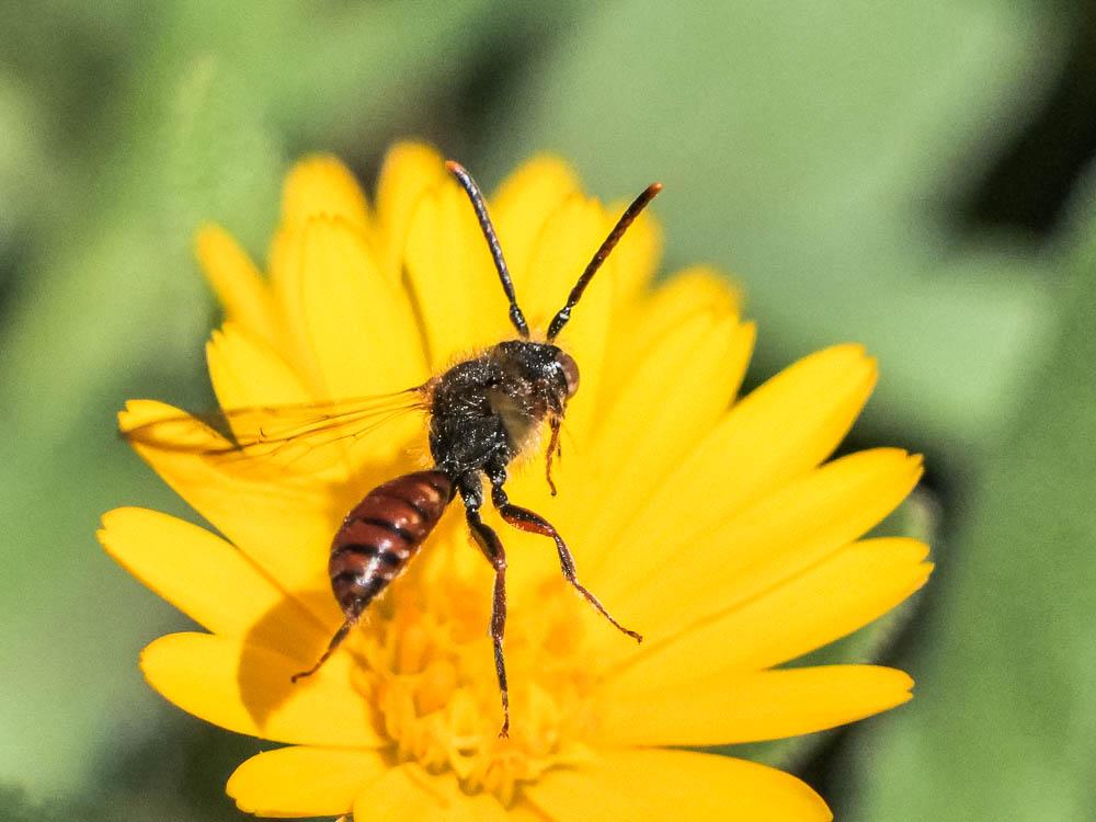  Nomada flavoguttata (Kirby, 1802)