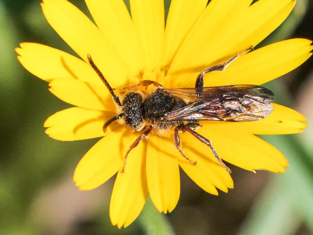  Nomada flavoguttata (Kirby, 1802)