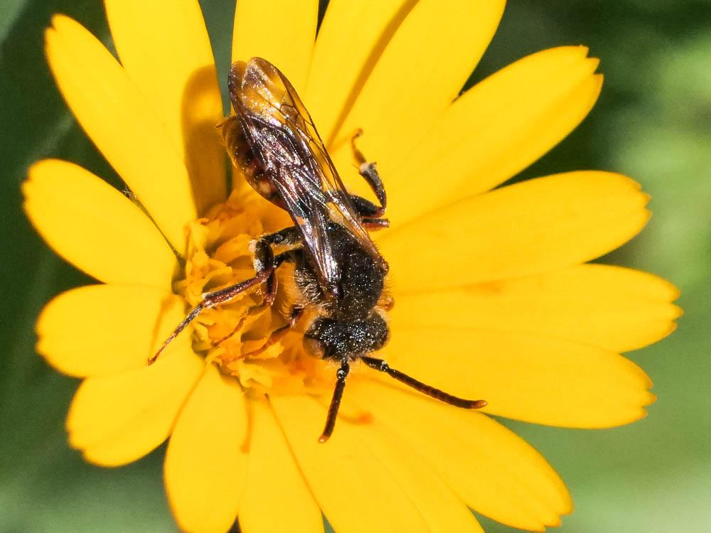  Nomada flavoguttata (Kirby, 1802)
