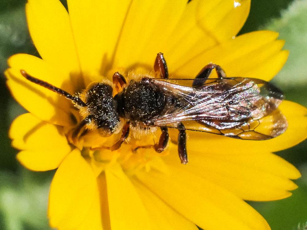  Nomada flavoguttata (Kirby, 1802)