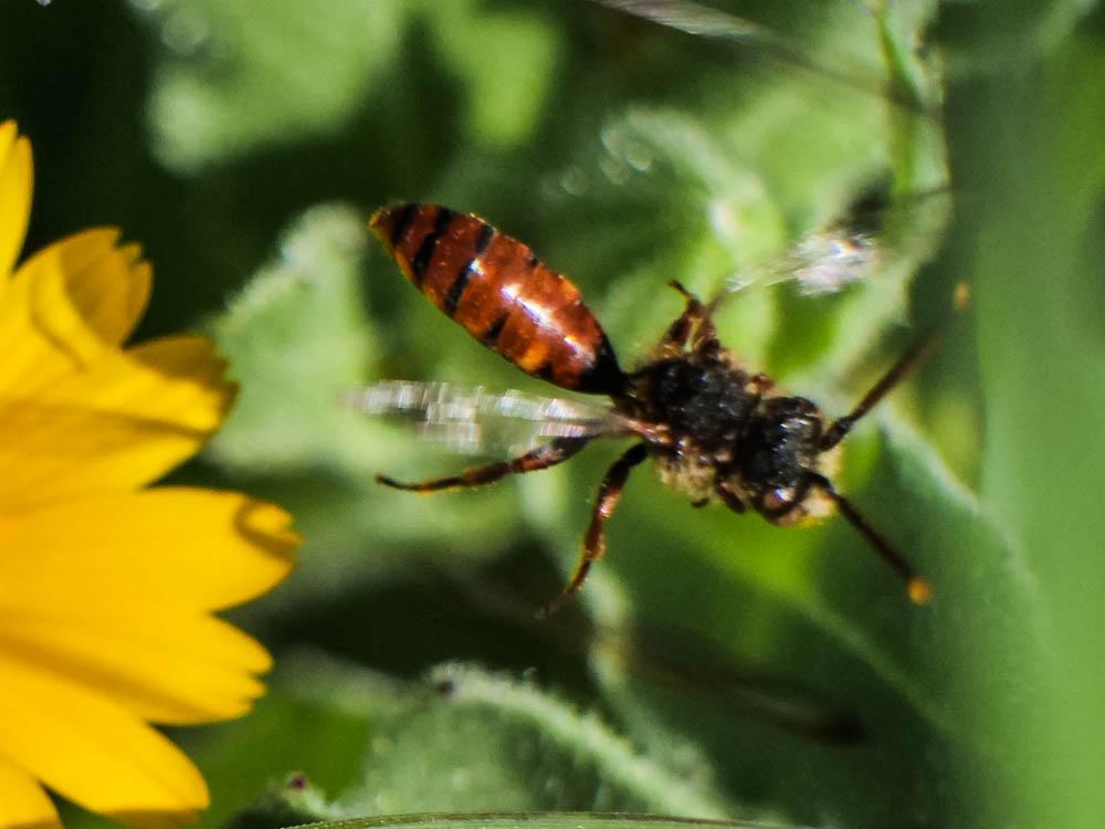  Nomada flavoguttata (Kirby, 1802)