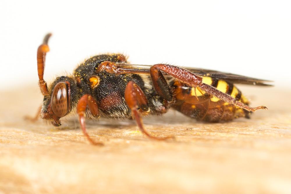  Nomada zonata Panzer, 1798