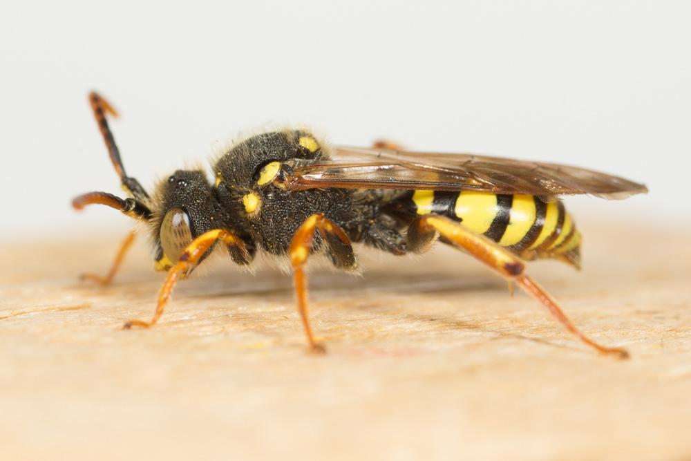  Nomada marshamella (Kirby, 1802)
