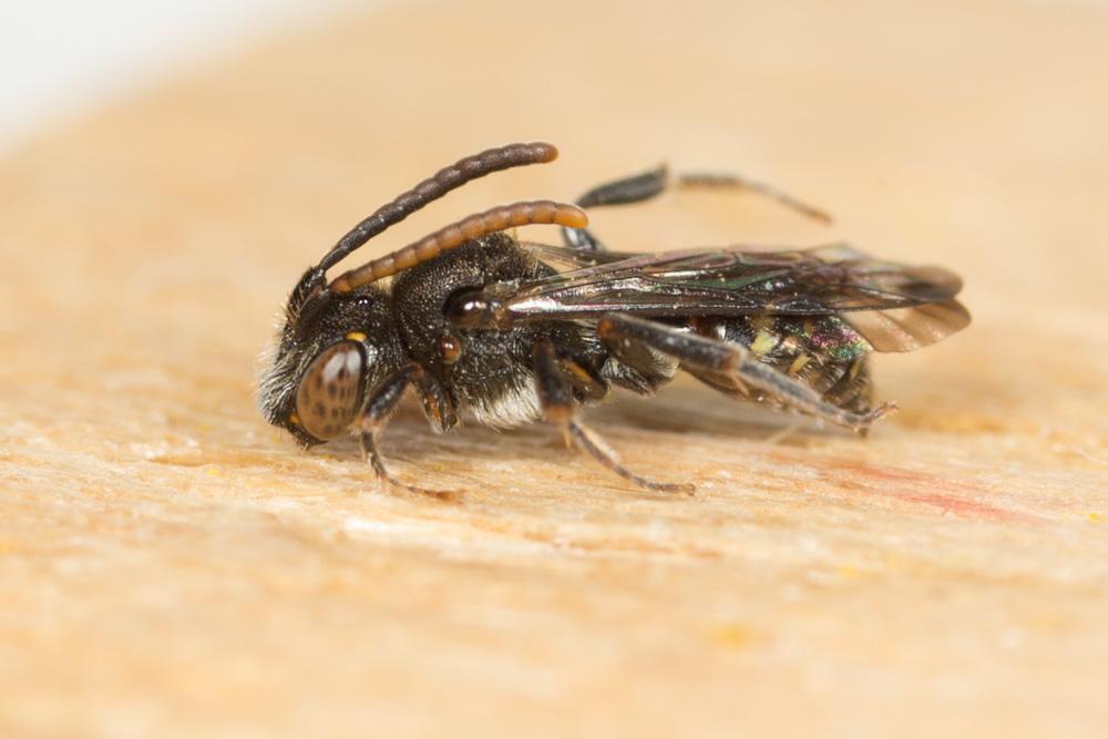  Nomada Scopoli, 1770