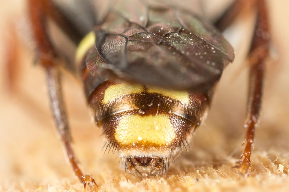  Nomada ruficornis (Linnaeus, 1758)