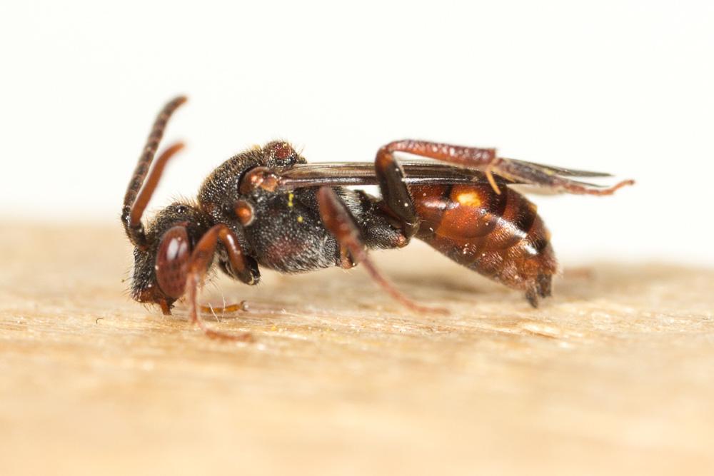  Nomada symphyti Stoeckhert, 1930