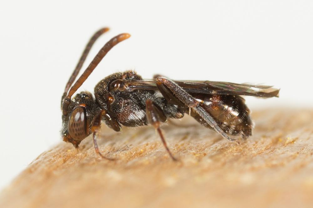  Nomada sheppardana (Kirby, 1802)