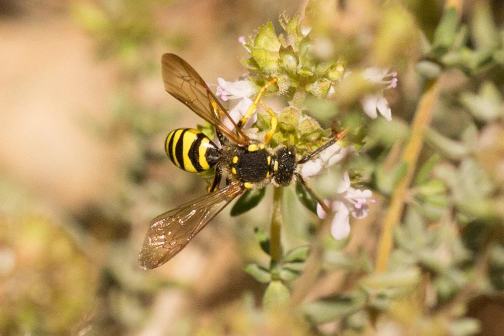  Nomada succincta Panzer, 1798