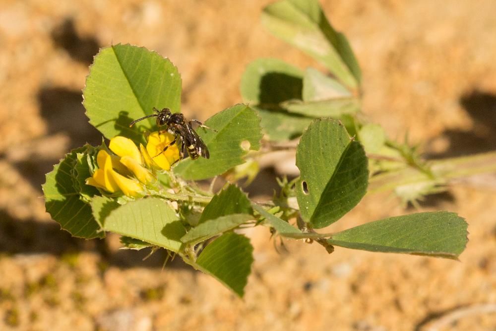  Nomada sheppardana (Kirby, 1802)
