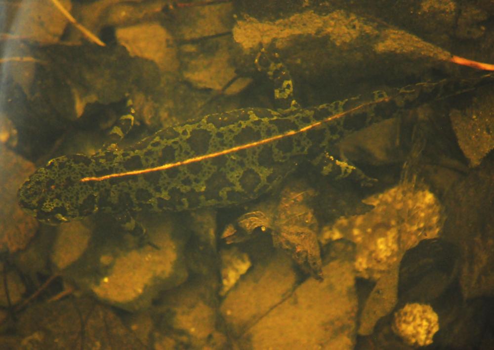Triton marbré Triturus marmoratus (Latreille, 1800)