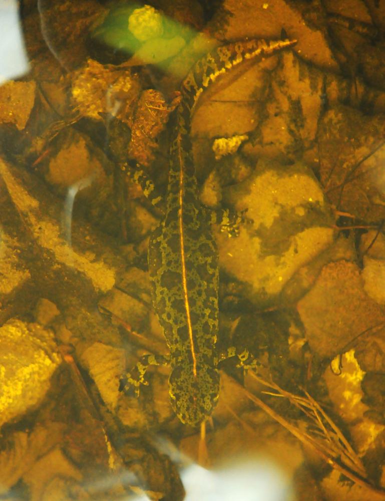 Triton marbré Triturus marmoratus (Latreille, 1800)