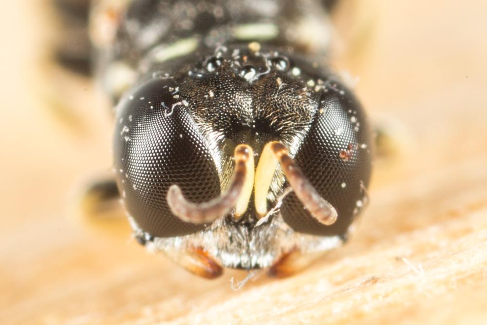  Crabronidae Latreille, 1802