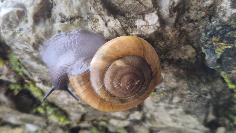 Escargot peson Zonites algirus (Linnaeus, 1758)