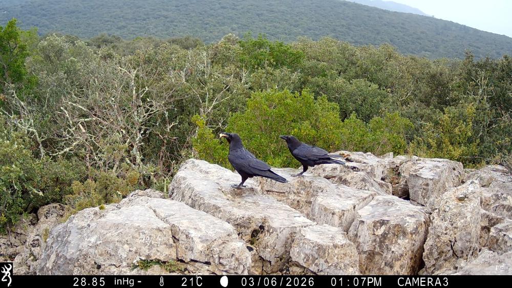 Grand corbeau Corvus corax Linnaeus, 1758