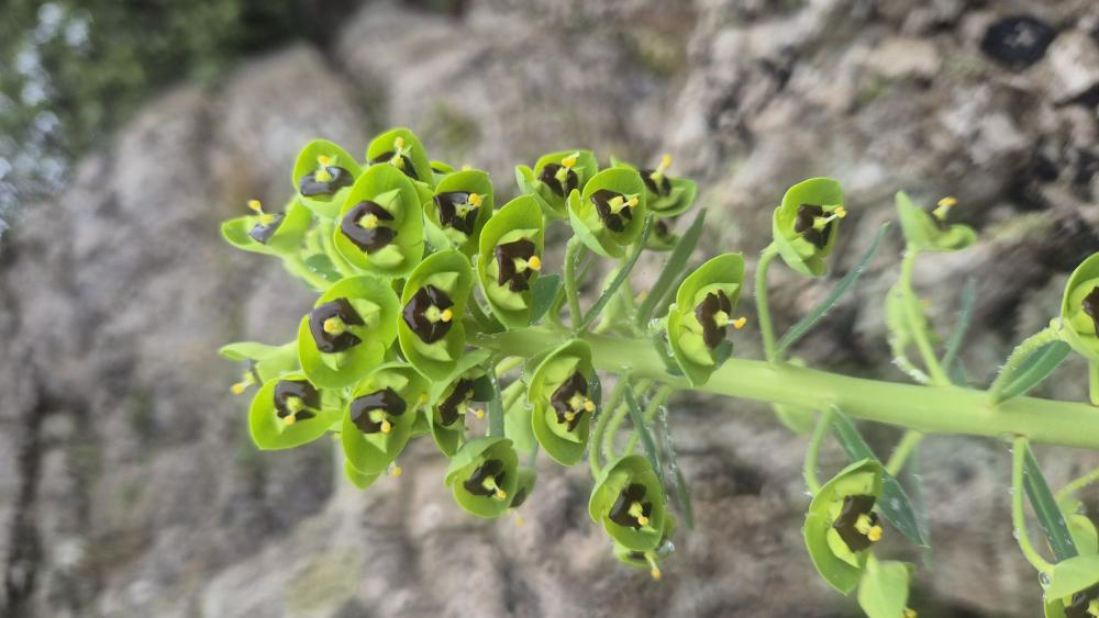 Euphorbe des vallons Euphorbia characias L., 1753