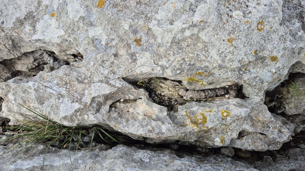 Genette Genista pilosa subsp. pilosa L., 1753