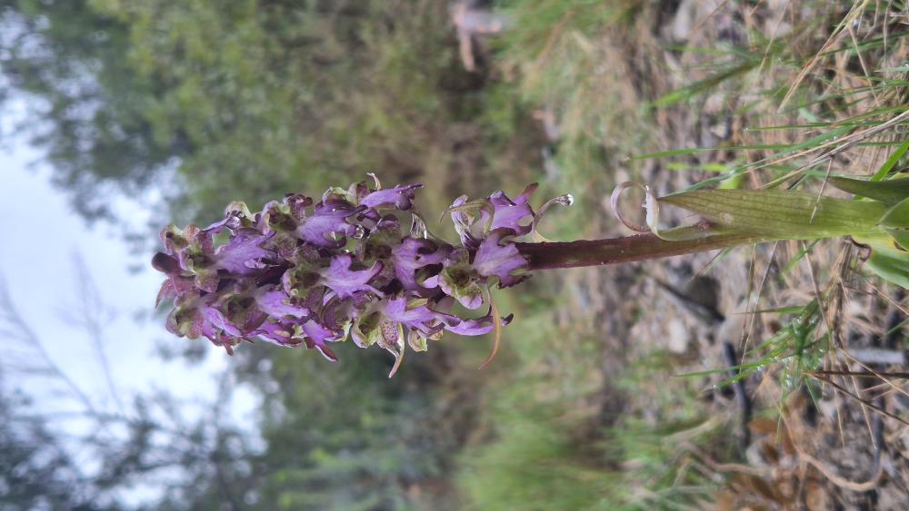 Orchis géant, Orchis à longues bractées, Barlie Himantoglossum robertianum (Loisel.) P.Delforge, 1999
