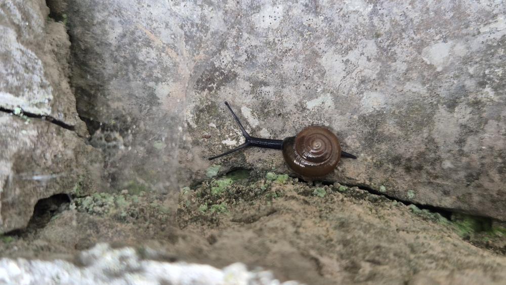 Luisant étroit Morlina glabra (Rossmässler, 1835)