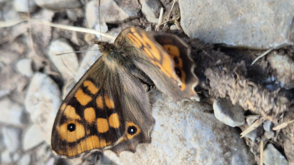 Tircis (Le), Argus des Bois (L'), Égérie (L') Pararge aegeria (Linnaeus, 1758)