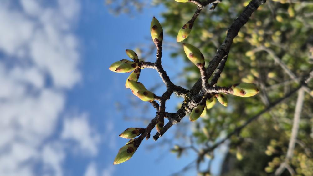 Tilleul à petites feuilles, Tilleul des bois Tilia cordata Mill., 1768