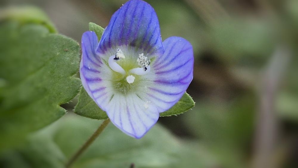 Véronique Veronica x amphibola Hausskn., 1894