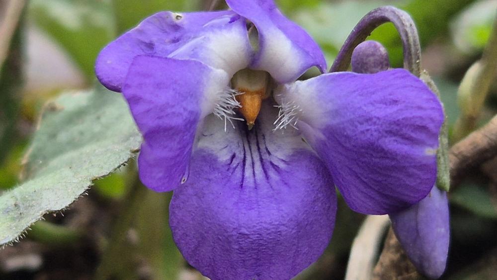 Violette odorante Viola odorata L., 1753