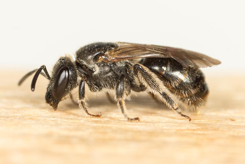 Lasioglossum Curtis, 1833